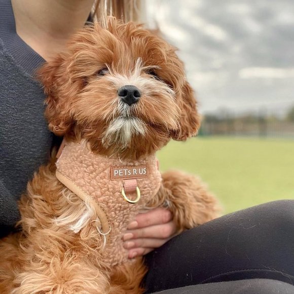 PETsRUS Premium Dog Harness Teddy Bear Sherpa Design No Pull Soft Beige Brown - Picture 7 of 8